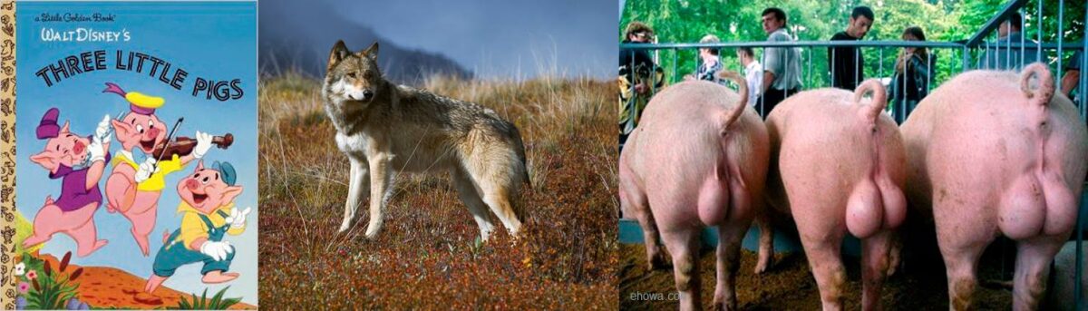 D'après Les Trois Petits Cochons / After Three Little Pigs: "The Pigs Strike Back - REVENGE".