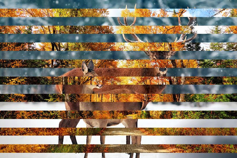 Cerfs & Paysage d’automne