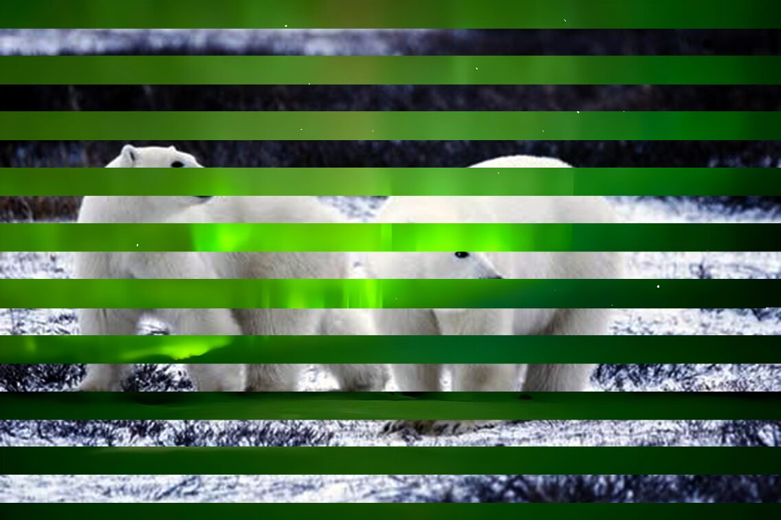 Ours polaires & Étoile du Nord.