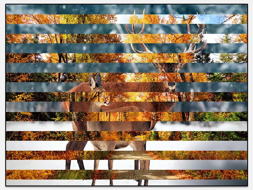 Cerfs & Paysage d’automne