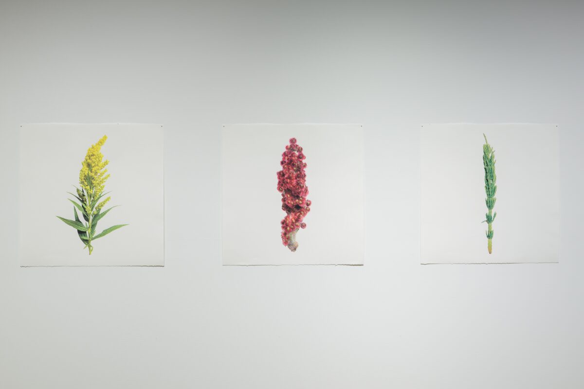 Décomposer ma cueillette d’été : Solidago canadensis (Verge d’or du Canada); Rhus typhina (Sumac vinaigrier); et Equisetum arvense (Prêle des champs)